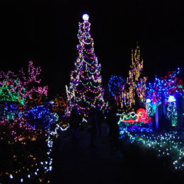 VanDusen Festival of Lights | Jenny S.W. Lee Photography