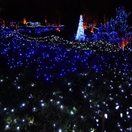VanDusen Festival of Lights | Jenny S.W. Lee Photography
