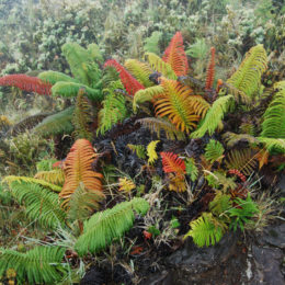 Halemauu Trail at Haleakala National Park