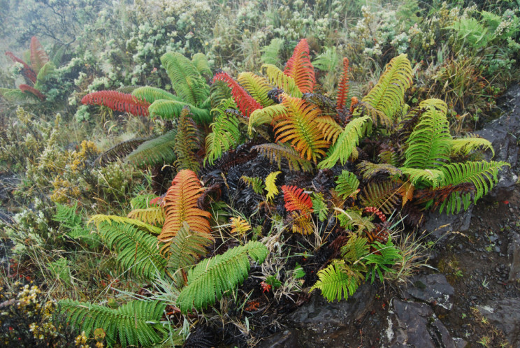 Halemauu Trail at Haleakala National Park, Maui Hawaii - photography by Jenny SW Lee
