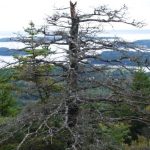 View from Beech Mountain