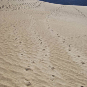 Mesquite Flat Sand Dunes - photography by Jenny SW Lee