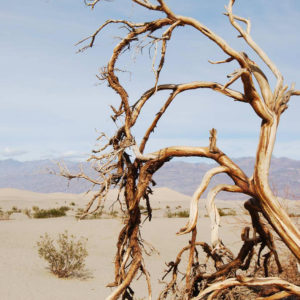 Mesquite Flat Sand Dunes - photography by Jenny SW Lee