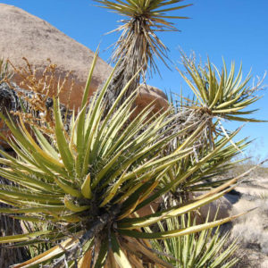 Joshua Tree National Park - photography by Jenny SW Lee