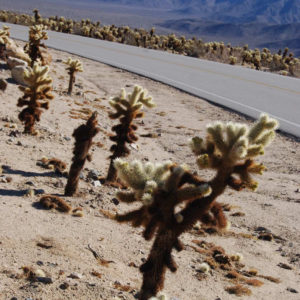 Joshua Tree National Park - photography by Jenny SW Lee