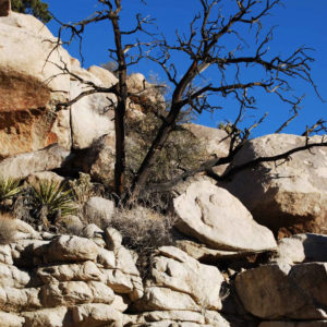 Joshua Tree National Park - photography by Jenny SW Lee