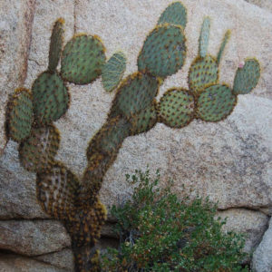 Joshua Tree National Park - photography by Jenny SW Lee