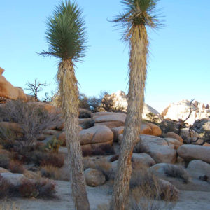 Joshua Tree National Park - photography by Jenny SW Lee