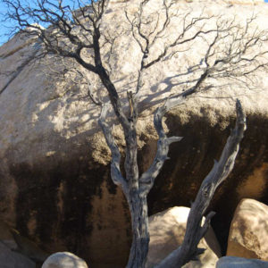 Joshua Tree National Park - photography by Jenny SW Lee