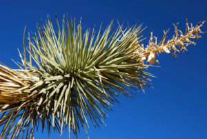 Joshua Tree National Park - photography by Jenny SW Lee