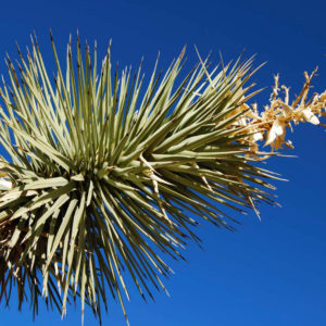 Joshua Tree National Park - photography by Jenny SW Lee