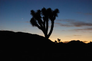 Joshua Tree National Park - photography by Jenny SW Lee