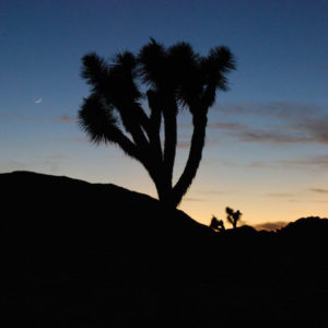 Joshua Tree National Park - photography by Jenny SW Lee