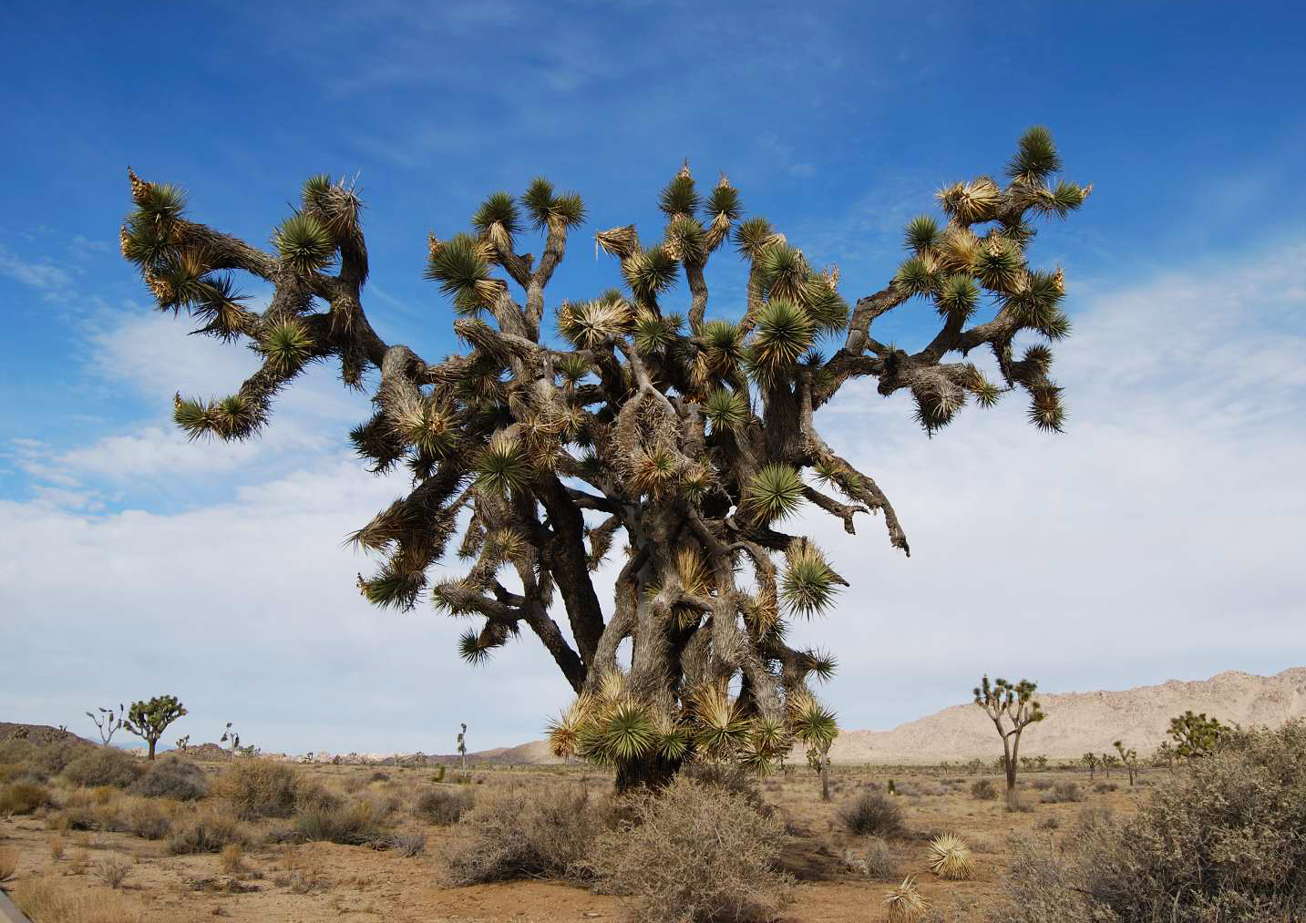 Joshua Tree National Park - photography by Jenny SW Lee