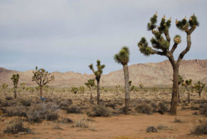 Joshua Tree National Park - photography by Jenny SW Lee