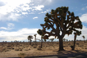 Joshua Tree National Park - photography by Jenny SW Lee