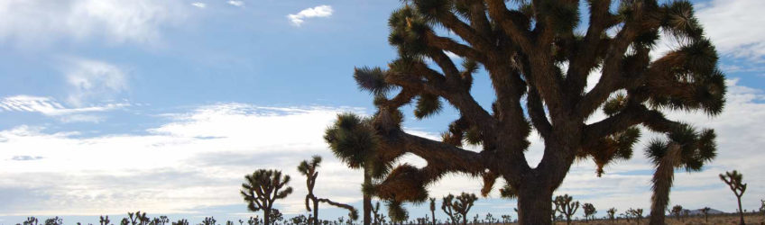 Joshua Tree National Park - photography by Jenny SW Lee