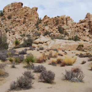 Joshua Tree National Park - photography by Jenny SW Lee