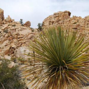 Joshua Tree National Park - photography by Jenny SW Lee