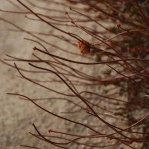 Joshua Tree National Park - photography by Jenny SW Lee