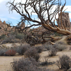 Joshua Tree National Park - photography by Jenny SW Lee