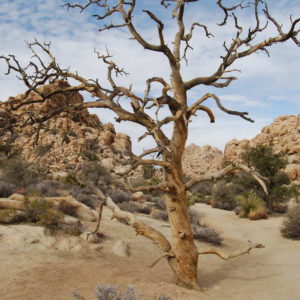 Joshua Tree National Park - photography by Jenny SW Lee