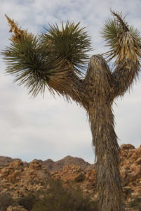 Joshua Tree National Park - photography by Jenny SW Lee