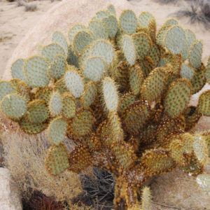 Joshua Tree National Park - photography by Jenny SW Lee