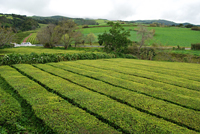 Chá Gorreana Tea Plantation, São Miguel Island, Azores Portugal