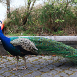 Peacock near the Lagoa das Furnas