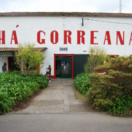 Tea Plantation Chá Gorreana