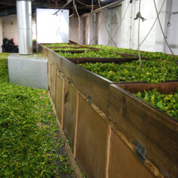 Tea Plantation Chá Gorreana. Drying the tea leaves at the upper level of the building.