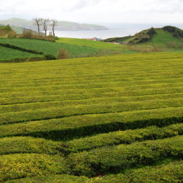 Tea Plantation Chá Gorreana