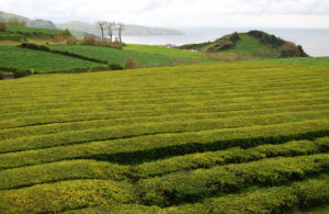 Tea Plantation Cha Gorreana - photography by Jenny SW Lee
