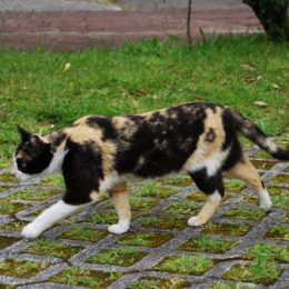 Large number of wild cats at Furnas