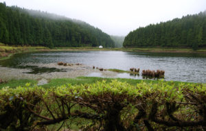 Lagoa das Empadadas, Sao Miguel Azores Portugal - photography by Jenny SW Lee