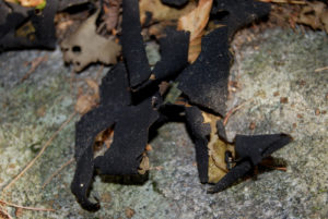 Purgatory Chasm State Reservation - photography by Jenny SW Lee