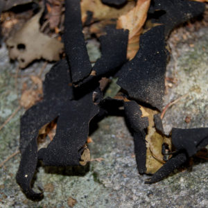 Purgatory Chasm State Reservation - photography by Jenny SW Lee