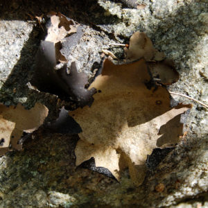 Purgatory Chasm State Reservation - photography by Jenny SW Lee