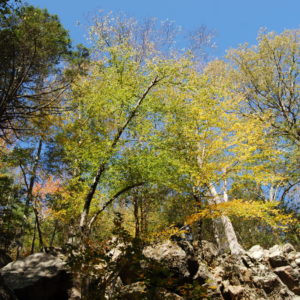 Purgatory Chasm State Reservation - photography by Jenny SW Lee