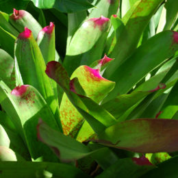 Plants at Kauai's Hindu Monastery in Kapaa