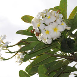 Plumeria at Kauai Coffee Company plantation