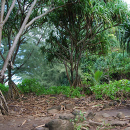 Kalalau Trail along Na Pali Coast