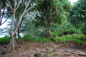 Kalalau Trail along Na Pali Coast