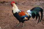 Rooster in Waimea Canyon