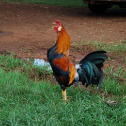 Rooster in Waimea Canyon