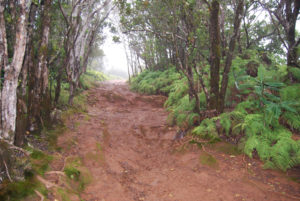 One of the many muddy trails in Kauai was the Pihea Trail in Koke'e State Park