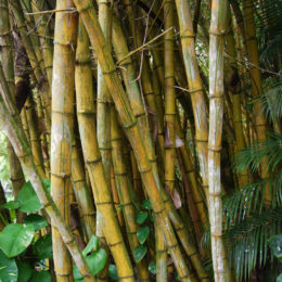 Allerton Garden in Koloa