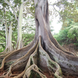 Allerton Garden in Koloa