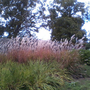 deCordova Museum and Sculpture Park | Jenny SW Lee Photography
